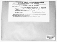 Image of Marasmius chordalis